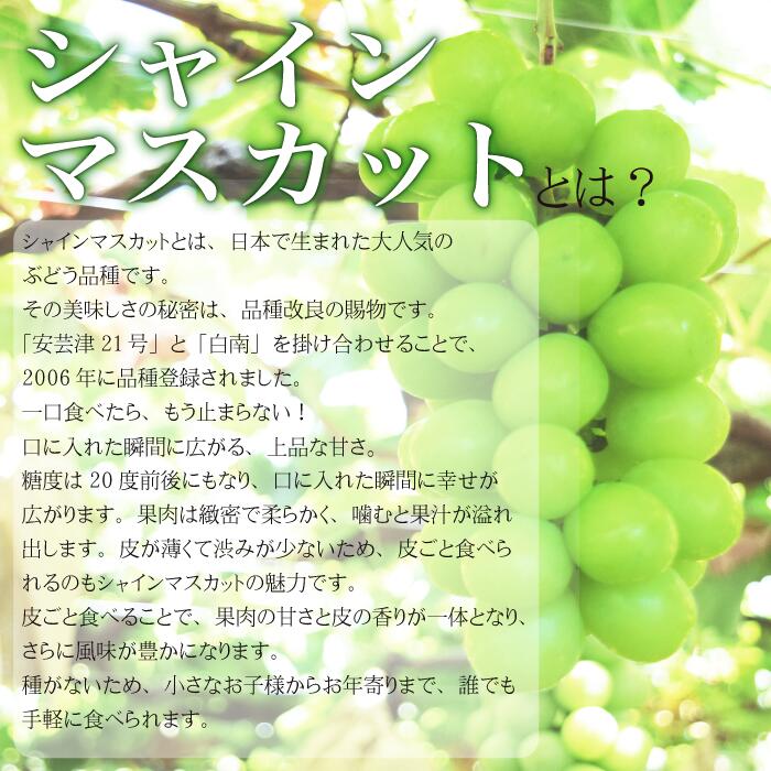 【ふるさと納税】【2026年発送分 先行予約】 シャインマスカット 1.2kg（2～3房） 8月中旬以降発送予定 フルーツ 山梨県産 果物 シャイン マスカット ぶどう ブドウ 大粒 種なし 産地直送 富士川町 先行予約（A5302） - 画像3