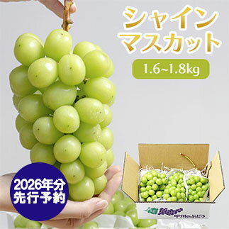 【2026年発送分 先行予約】シャインマスカット（1.6-1.8kg）　シャイン マスカット シャインマスカット ぶどう 葡萄 ブドウ 果物 くだもの フルーツ 大粒 産地直送 先行予約 先行受付 山梨 やまなし有機肥料 山梨県産 富士川町