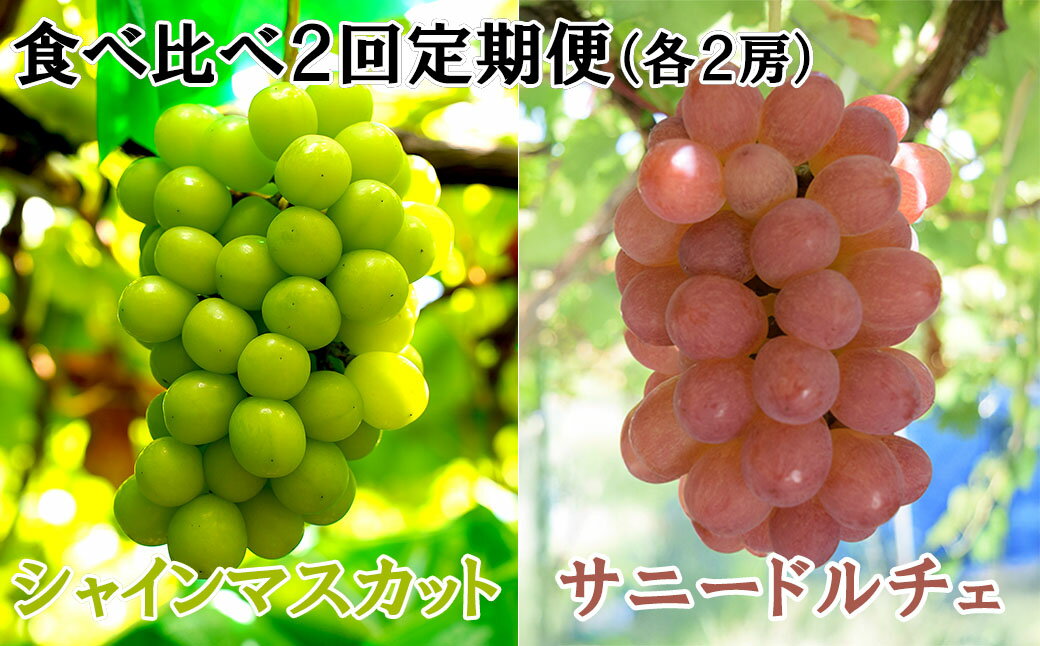 【数量限定】【2026年発送分 先行予約】【2回食べ比べ定期便・別送】シャインマスカット（2房）+サニードルチェ（2房）食べ比べ定期便（2回発送）　シャイン シャインマスカット フルーツ 果物 くだもの 山梨 やまなし サニードルチェ 食べ比べ 定期便