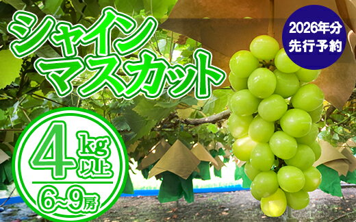 【数量限定】【2026年発送分 先行予約】シャインマスカット（4kg以上・6～9房）　シャイン マスカット ぶどう ブドウ 葡萄 フルーツ 果物 くだもの 山梨 やまなし 富士川町