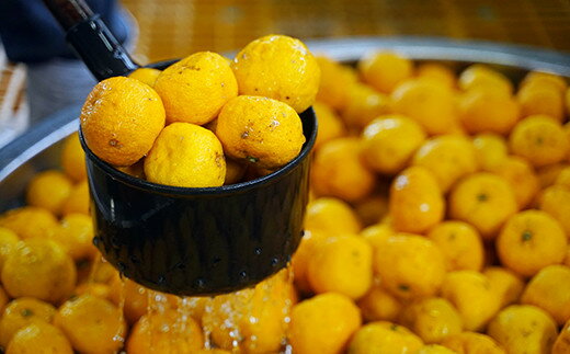 【ふるさと納税】ゆずワイン （720ml×2本セット）　柚子ワイン 柚子 ゆず ユズ 柚 ワイン サムネイル3