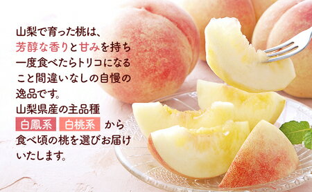 【ふるさと納税】 ふるさと納税 桃 もも モモ 白桃 フルーツ 果物 くだもの デザート 旬 産地直送 甘い お取り寄せ 期間限定 おすすめ 人気 山梨県 昭和町 【2026年発送】山梨県産 旬の桃 2kg以上(5～8玉）ふるさと納税 先行予約 SWAB009 サムネイル3