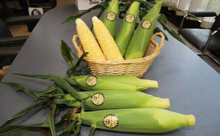 【ふるさと納税】【2026年発送先行予約】昭和町産ドルチェドリーム ふるさと納税 先行予約 昭和町産 モロコシ ドルチェドリーム とても甘く フルーティー 大房 トウモロコシ コーン 甘い ご自宅 ギフト プレゼント 山梨県 昭和町 贈り物 送料無料 SWAI001 - 画像2