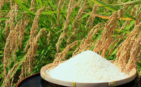 【ふるさと納税】【令和7年産】山梨県ヒノヒカリ5kg ふるさと納税 白米 5kg 5キロ お米 ヒノヒカリ こめ おこめ 国産米 国産 人気 山梨県産 ギフト プレゼント 贈り物 山梨県 昭和町 送料無料 おすすめ SWAQ006 - 画像2