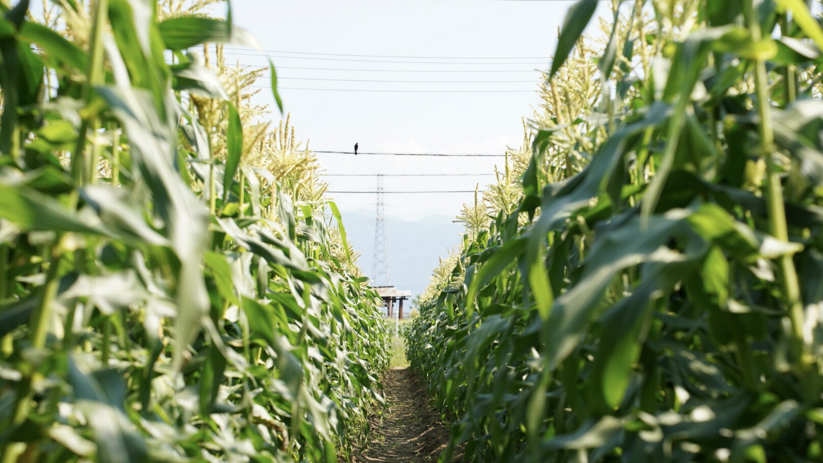 【ふるさと納税】【2026年発送先行予約】山梨県産ドルチェドリーム2Lサイズ 6本 10本 20本 セット とうもろこし もろこし トウモロコシ モロコシ コーン 国産 国産野菜 新鮮 産地直送 バーベキュー BBQ キャンプ アウトドア お取り寄せ SWBS004 - 画像3