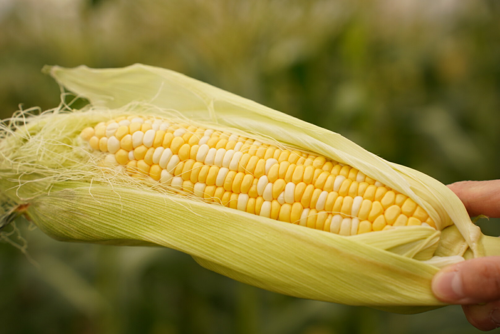 【ふるさと納税】【2026年発送先行予約】山梨県産ドルチェドリーム2Lサイズ 6本 10本 20本 セット とうもろこし もろこし トウモロコシ モロコシ コーン 国産 国産野菜 新鮮 産地直送 バーベキュー BBQ キャンプ アウトドア お取り寄せ SWBS004 - 画像2