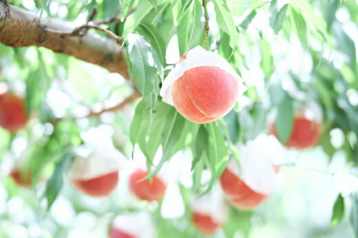 ＜2026年発送先行予約＞【ふるさと納税】山梨県産　桃　選べる容量 SWCN001-2kg サムネイル2