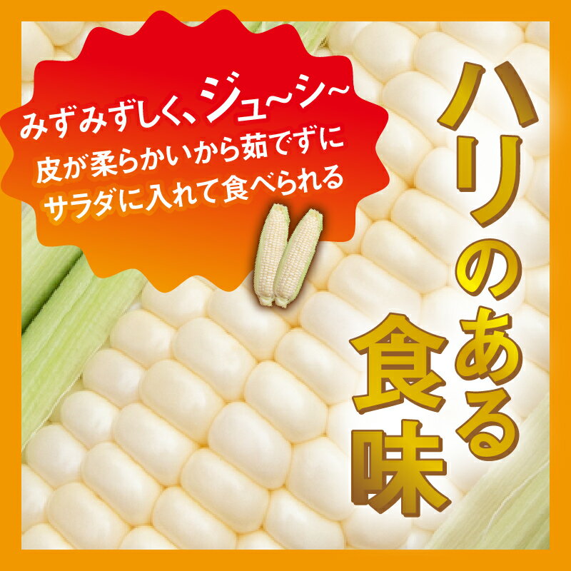 【ふるさと納税】 【2026年先行予約】 とうもろこし コーン 朝採り 人気 トウモロコシ ホワイトショコラ 約2.5kg 約5kg とうきび 野菜 お取り寄せ 産地直送 農家直送 直送 新鮮 ギフト プレゼント 贈り物 贈答 自宅用 食用 送料無料 ※沖縄県、離島不可 山梨県 忍野村 - 画像3