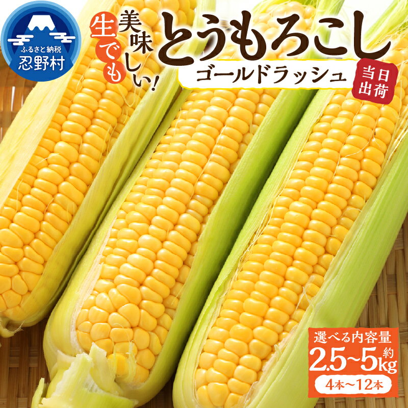 【2026年先行予約】 とうもろこし ゴールドラッシュ 約2.5kg(4～6本入） 約5kg(10～12本) コーン 朝採れ 人気 トウモロコシ 野菜 お取り寄せ スイートコーン 産地直送 農家直送 新鮮 ギフト 贈り物 贈答 送料無料 山梨県 忍野村 ※沖縄県、離島不可