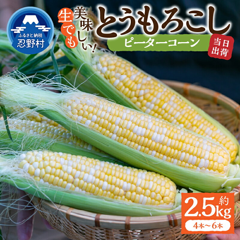 【2026年先行予約】 とうもろこし ピーターコーン 約2.5kg(4～6本入） 約5kg(10～12本) 朝採れ 人気 とうきび 野菜 お取り寄せ スイートコーン 産地直送 農家直送 直送 新鮮 贈り物 贈答 自宅用 食用 送料無料 山梨県 忍野村 ※沖縄県、離島不可
