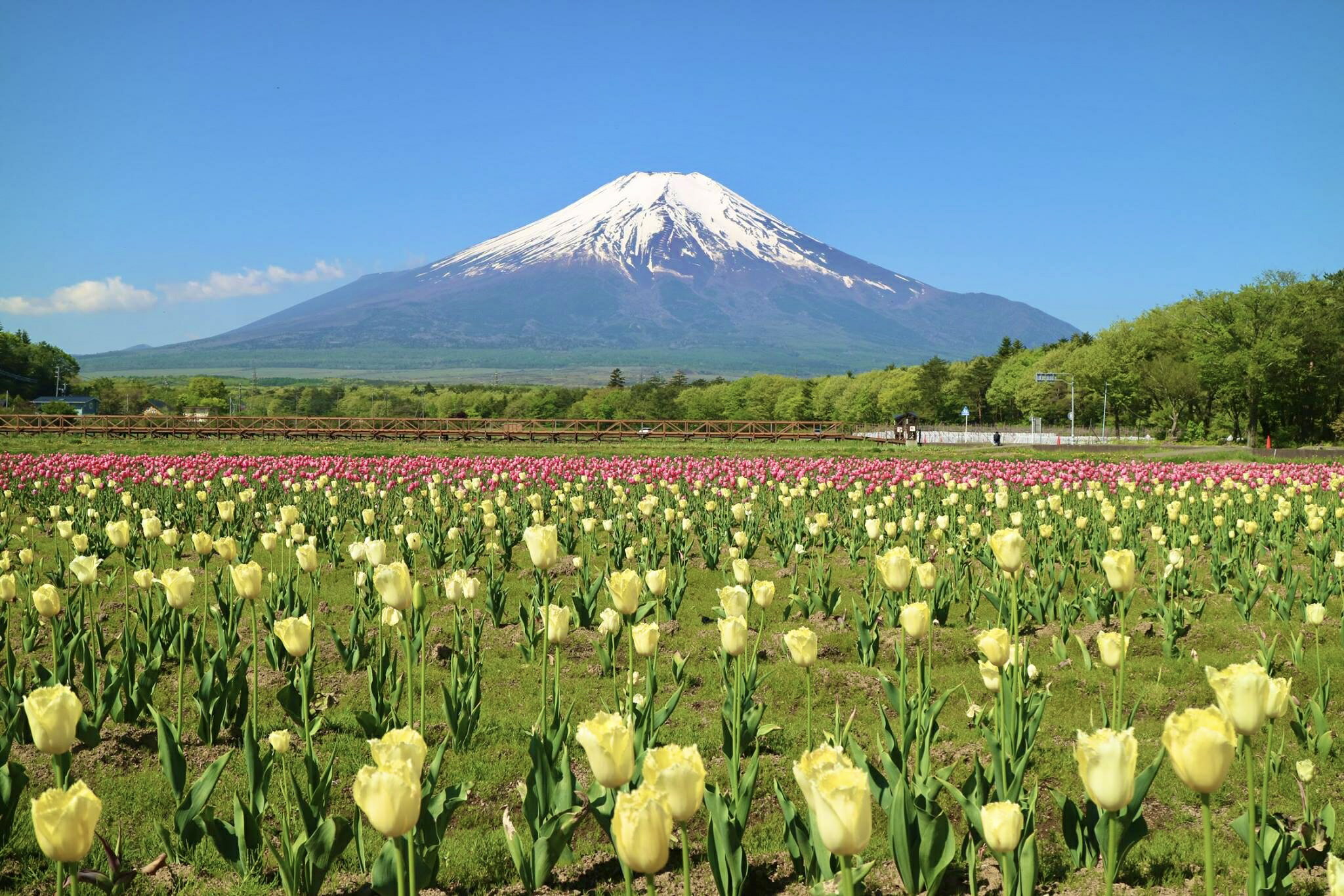 【ふるさと納税】山梨県山中湖村の対象施設で使える楽天トラベルクーポン 寄附額 10,000円 サムネイル2