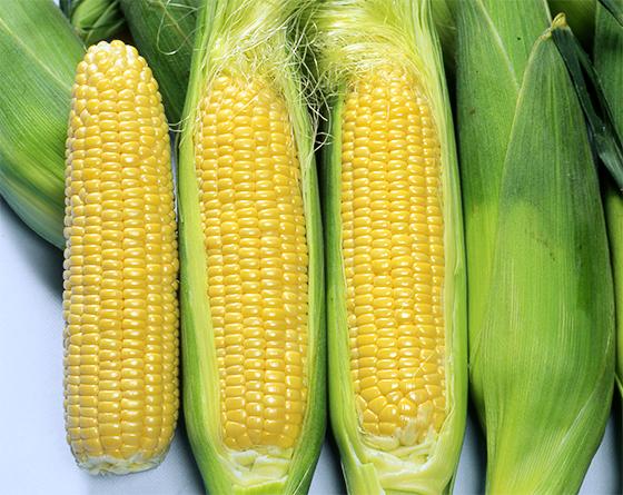 【ふるさと納税】【2026年8月～発送】富士山麓 鳴沢村産 朝採り とうもろこし【恵味スタ－】5kg ふるさと納税 とうもろこし トウモロコシ コーン 野菜 山梨県 鳴沢村 送料無料 NSH004 - 画像2