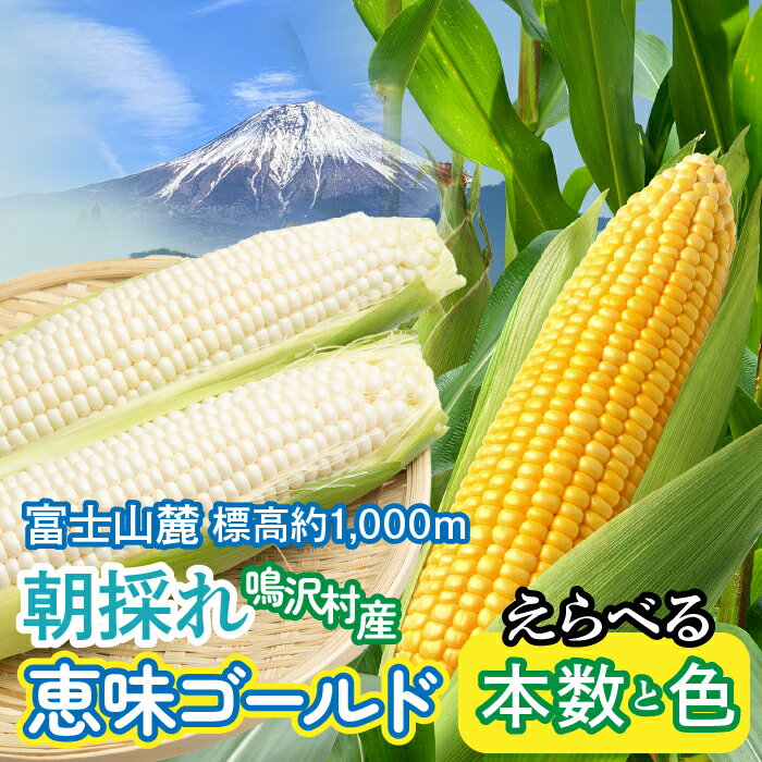 ＜2026年発送＞とうもろこし 恵味ゴールド 5～10本 白 10～15本 ふるさと納税 とうもろこし トウモロコシ ジューシー 朝採りコーン 野菜 山梨県 鳴沢村 送料無料 NSAK001