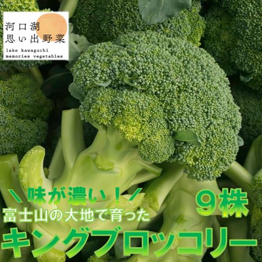 ＜26年発送先行予約＞【数量限定】でかっ！富士山の大地でゆっくり育ったキングブロッコリー9株 ふるさと納税 レタス おすすめ 人気 期間限定 山梨県 富士河口湖町 送料無料 FAH006