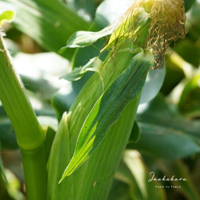 【ふるさと納税】＜2026年先行予約＞ 【富士山の麓で育つ】河口湖ブランドとうもろこしInakakara「恵味ゴールド」10本入 ふるさと納税 人気 おすすめ ランキング とうもろこし 恵味ゴールド トウモロコシ コーン 山梨県 富士河口湖町 送料無料 FBA002 - 画像3
