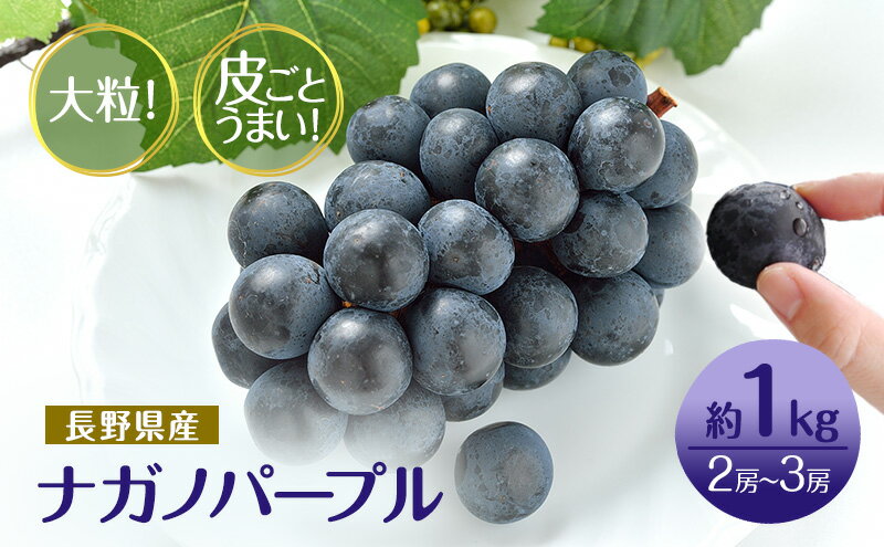 【ふるさと納税】2026年産先行予約ぶどう 先行予約 長野市産 ナガノパープル 皮ごとうまい！ 大粒2～3房 約1kg 果物 ブドウ 葡萄 フルーツ デザート おやつ 種なし 大粒 信州 　お届け：2026年9月上旬～9月下旬 - 画像2