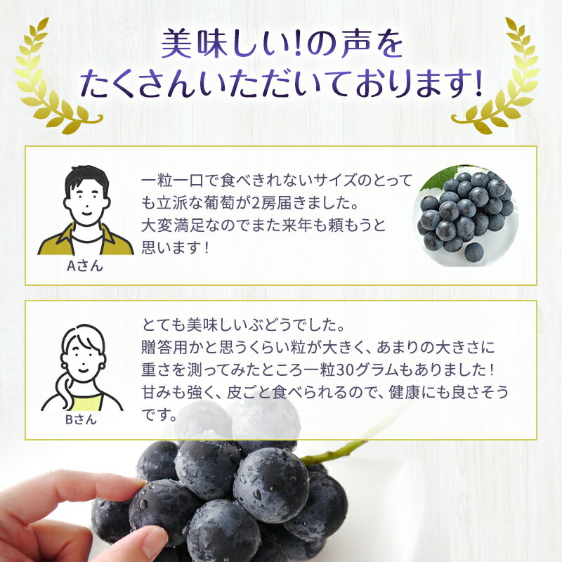 【ふるさと納税】2026年産先行予約ぶどう 先行予約 長野市産 ナガノパープル 皮ごとうまい！ 大粒2～3房 約1kg 果物 ブドウ 葡萄 フルーツ デザート おやつ 種なし 大粒 信州 　お届け：2026年9月上旬～9月下旬 - 画像3