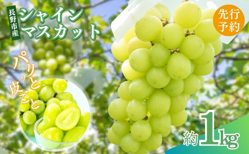【ふるさと納税】2026年産ぶどう 長野市産 シャインマスカット 約1kg 葡萄 ブドウ フルーツ 果物 シャイン マスカット デザート おやつ 信州 オンライン決済限定　お届け：2026年9月下旬～10月下旬 - 画像2