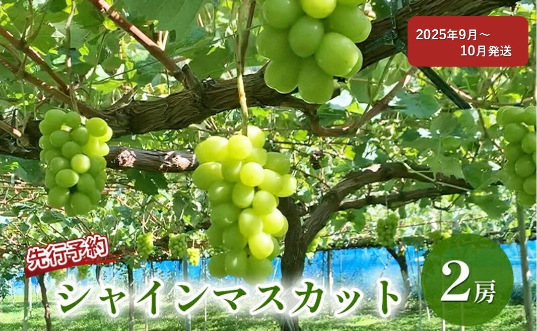 【ふるさと納税】ぶどう 先行予約 シャインマスカット 2房 葡萄 ブドウ 果物 フルーツ シャイン マスカット デザート おやつ 信州 2025年秋発送頃 　お届け：2025年9月中旬～11月上旬頃 サムネイル2