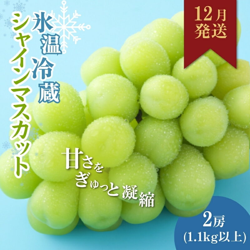 【2025年12月中旬より順次発送】信州産冷蔵シャインマスカット 2房（合計1,1kg以上）大粒＆大房 果物 ぶどう フルーツ みずみずしい 長野県産 食後 デザート 　お届け：2025年12月中旬より順次発送
