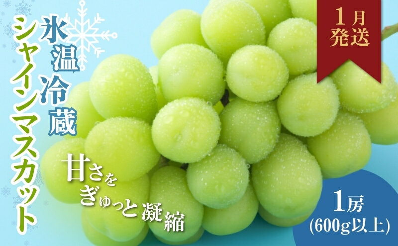 【ふるさと納税】【2026年1月より順次発送】信州産冷蔵シャインマスカット 1房（600g以上）大粒＆大房 果物 ぶどう フルーツ みずみずしい 長野県産 食後 デザート 　お届け：2026年1月上旬より順次発送 サムネイル2