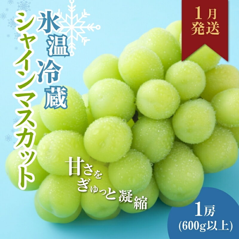 【2026年1月より順次発送】信州産冷蔵シャインマスカット 1房（600g以上）大粒＆大房 果物 ぶどう フルーツ みずみずしい 長野県産 食後 デザート 　お届け：2026年1月上旬より順次発送