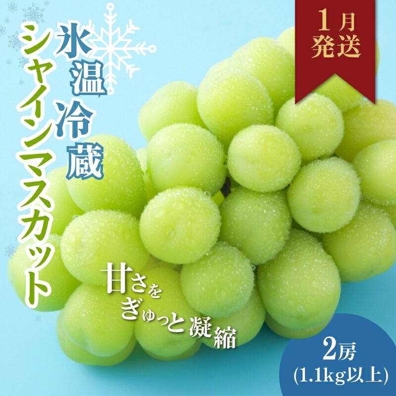 【2026年1月より順次発送】信州産冷蔵シャインマスカット 2房（1.1kg以上）大粒＆大房 果物 ぶどう フルーツ みずみずしい 長野県産 食後 デザート 　お届け：2026年1月上旬より順次発送