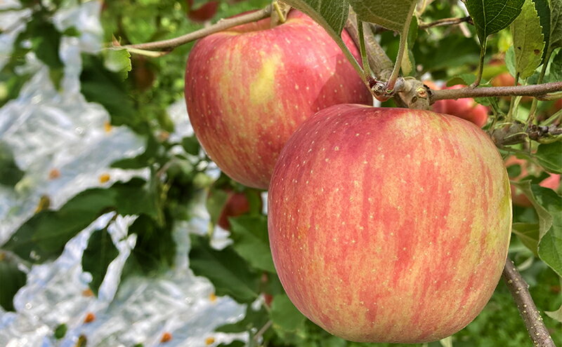 【ふるさと納税】りんご 米山農園のおまかせりんご約3kg 秋映え シナノスイート シナノゴールド 王林 さんふじ セット 長野県 長野市　お届け：2025年10月上旬～2026年1月中旬 サムネイル3