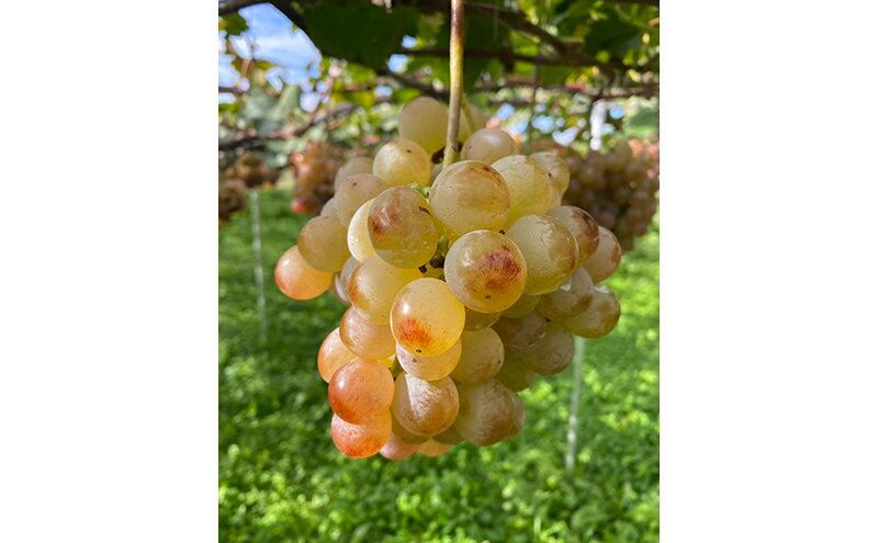 【ふるさと納税】ワイン　竜眼Nagano　【GI長野】認定 長野市 白ワイン サムネイル3