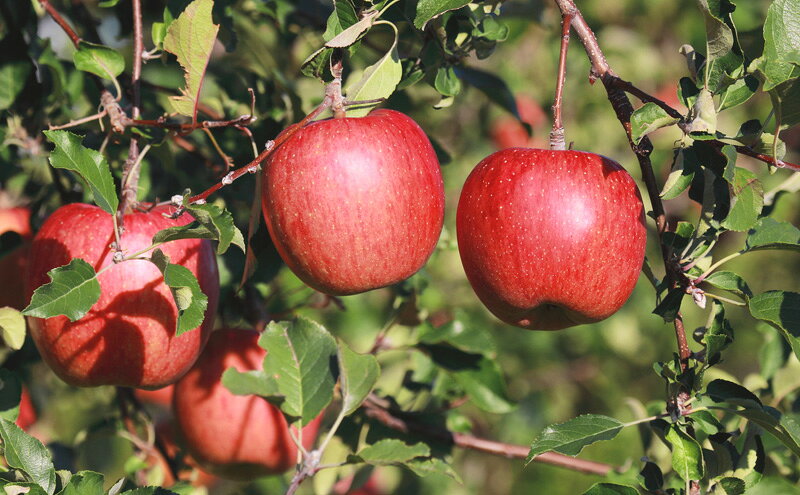 【ふるさと納税】りんご ご自宅用 完熟サンふじ 7-10個入り リンゴ フルーツ 果物 デザート 信州 長野市　お届け：2025年11月下旬～12月下旬 サムネイル3