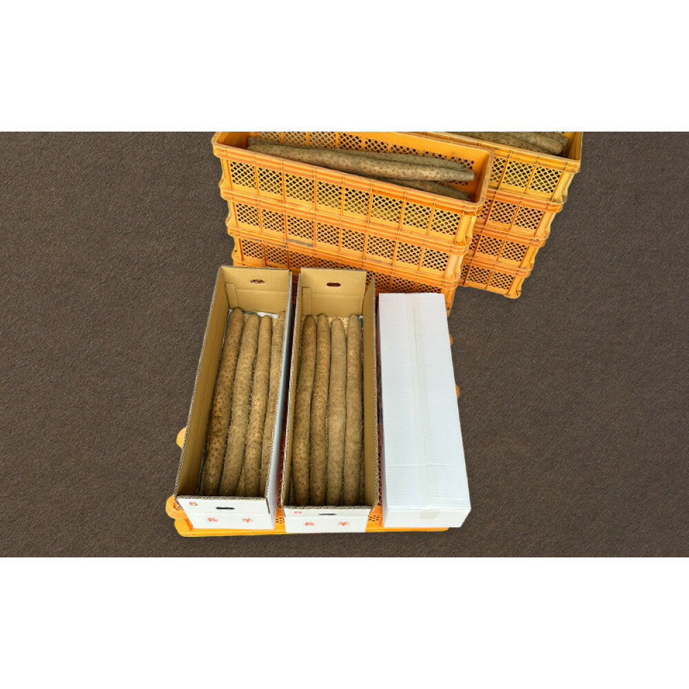 【ふるさと納税】長芋（春堀り）5kg | 信州 長野市 お取り寄せ とろろ 長いも ながいも 山芋 芋 いも 野菜 根菜 - 画像3