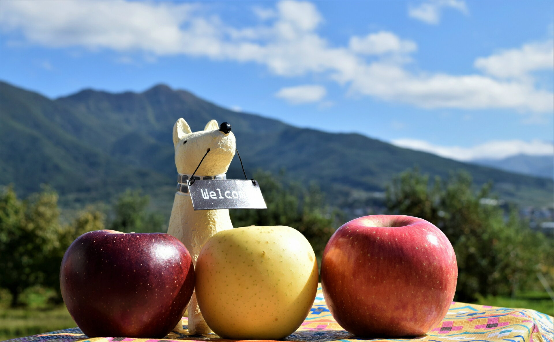 【ふるさと納税】【贈答用】シナノ三兄弟　詰め合わせ　3kg | ふるさと納税 長野県 松本市 林檎 りんご リンゴ 信州産 シナノスイート シナノゴールド 贈答用 甘い 贈り物 季節限定 詰め合わせ サムネイル2