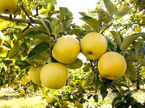 【ふるさと納税】贈答用 【選べる】 シナノゴールド 約3kg 約5kg｜ シナノゴールド りんご リンゴ 林檎 果物 フルーツ くだもの 長野県 松本市 信州 信州りんご 長野県産りんご サムネイル3