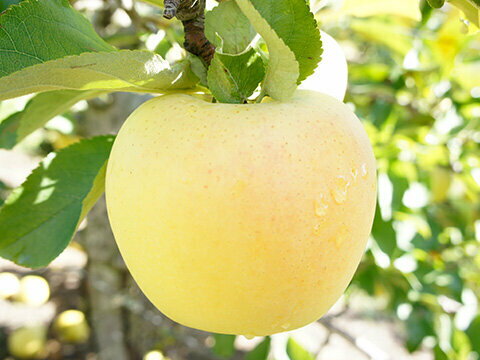 【ふるさと納税】贈答用 【選べる】 シナノゴールド 約3kg 約5kg｜ シナノゴールド りんご リンゴ 林檎 果物 フルーツ くだもの 長野県 松本市 信州 信州りんご 長野県産りんご サムネイル2