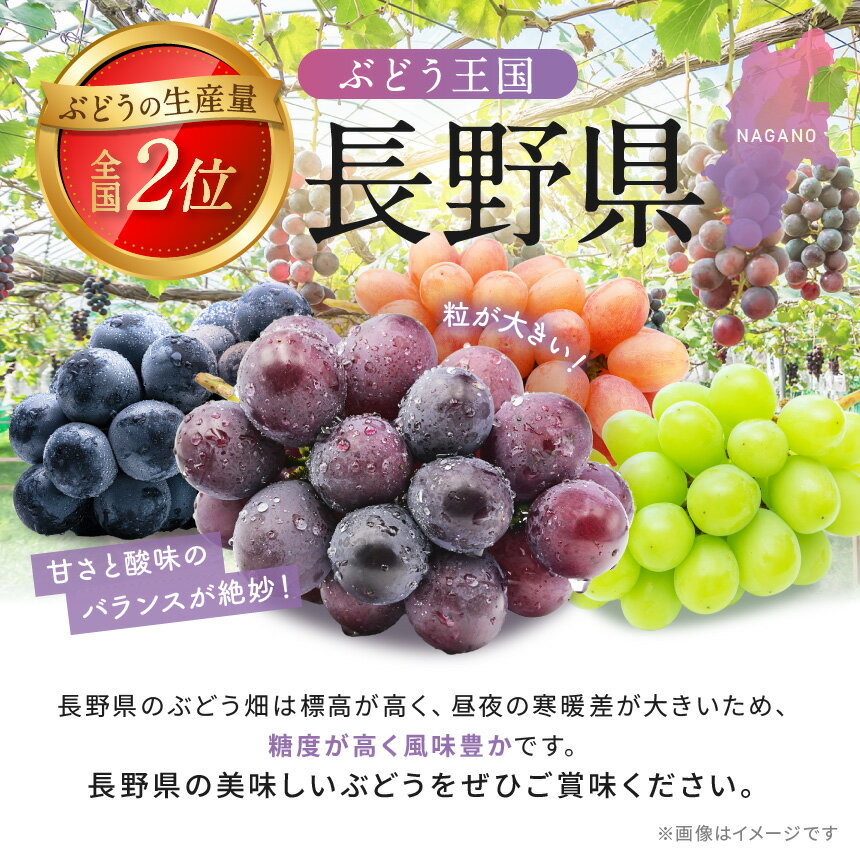 【ふるさと納税】 葡萄 長野県産 ぶどう 選べる 品種 3種類 ｜ ぶどう 葡萄 ナガノパープル シャインマスカット 黄華 おうか 果物 フルーツ 種無し 新鮮 信州産 先行予約 選べる種類 長野県 松本市 果物 果実 産地直送 数量限定 旬 大人気 送料無料 オススメ サムネイル3