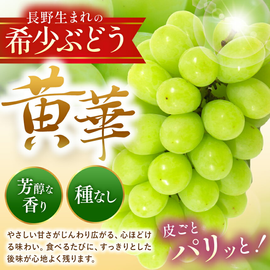 【ふるさと納税】【先行受付】 “松本原産”の希少ぶどう 黄華(おうか) 2房 約1kg｜ふるさと納税 黄華 長野県 信州 松本市 松本原産 松本発祥 果物 ぶどう マスカット フルーツ ブドウ 甘い 葡萄 種無し 新鮮 信州産 - 画像2