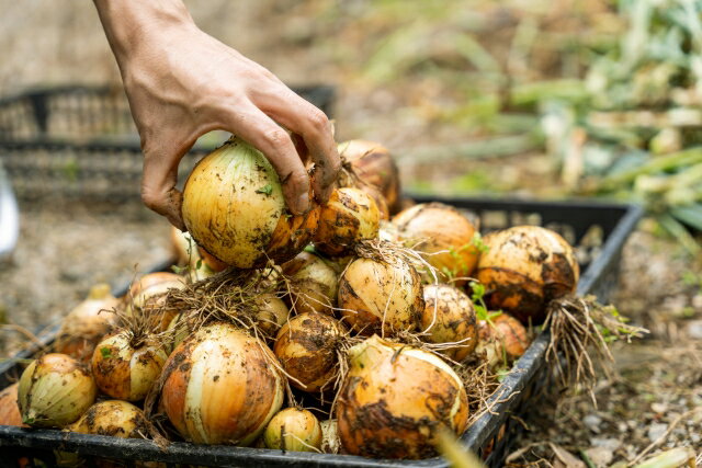 【ふるさと納税】【先行受付】たまねぎ 2L～M 12～24玉 約5kg｜ふるさと納税 松本市 たまねぎ 玉葱 サラダ 農家 料理 自然 ビタミン 豊富 地元 新鮮 - 画像3