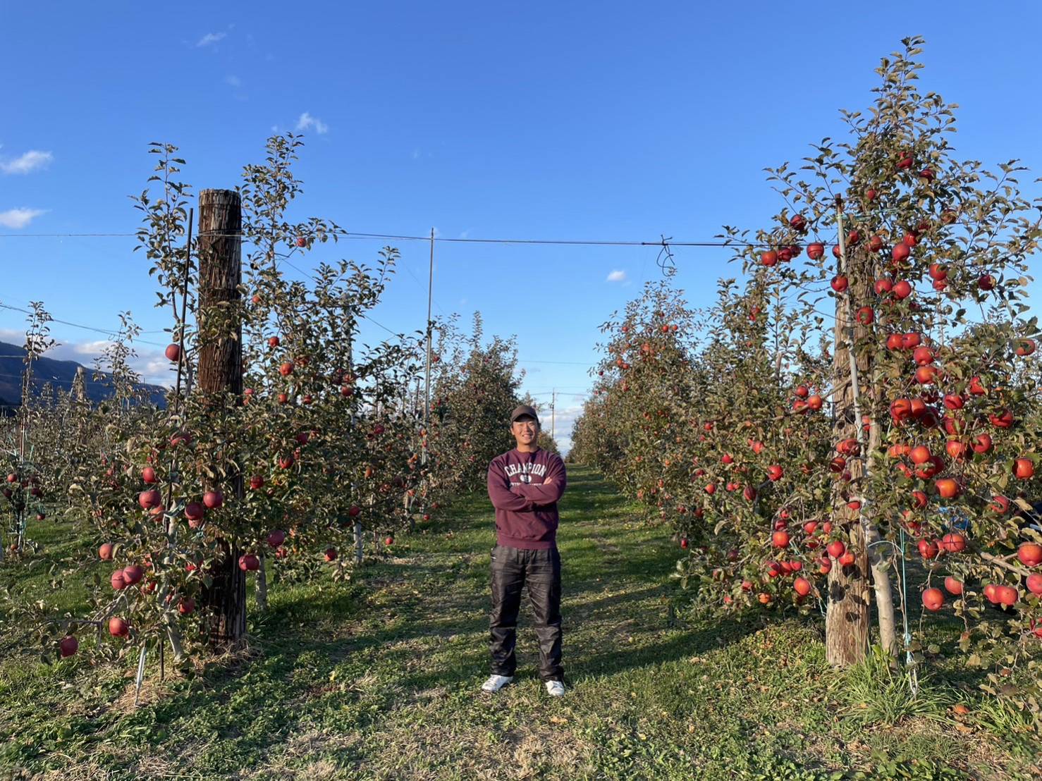 【ふるさと納税】【選べる】サンふじ特選 3kg～10kg｜ふるさと納税 松本市 サンふじ 果物 林檎 りんご 果物 フルーツ 信州 美味しい 特選 サムネイル2