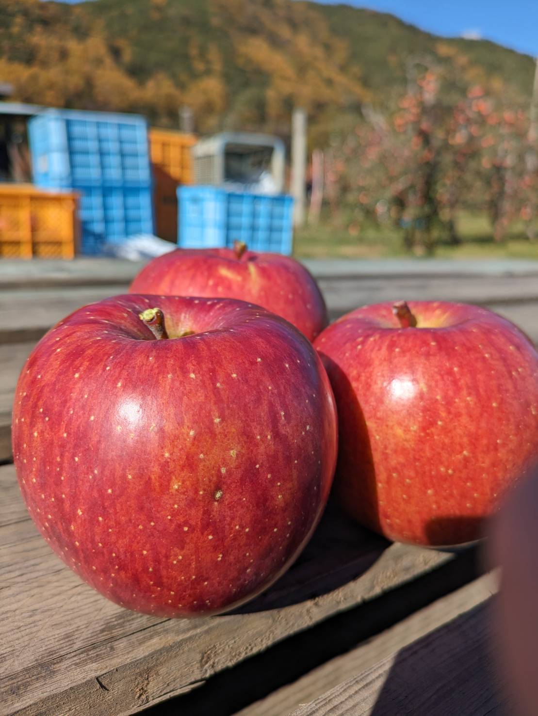 【ふるさと納税】【選べる】サンふじ特選 3kg～10kg｜ふるさと納税 松本市 サンふじ 果物 林檎 りんご 果物 フルーツ 信州 美味しい 特選 サムネイル3