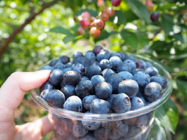 【ふるさと納税】上高地ブルーベリー園　施設団体貸し切り、ブルーベリー狩り体験チケット 団体50名様まで（ブルーベリー、ブルーベリジャムお土産付き）│信州 贈答用 ブルーベリー ジャム 加工品 新鮮 甘い 美味しい 特別 松本 ふるさと納税 上高地 ブルーベリー狩り サムネイル3