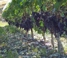 【ふるさと納税】ハギースパーク　十二原メルロー2021　750ml｜ワイン 信州 赤ワイン スパークリング ぶどう 長野県 松本市 わいん 酒 おさけ さけ サムネイル3