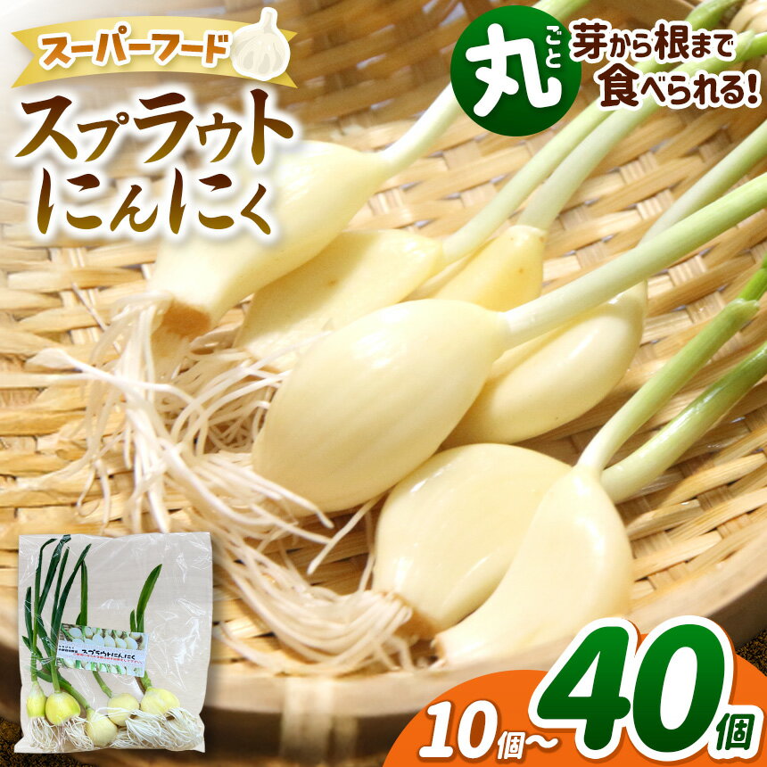 【選べる】無農薬 水耕栽培 スプラウトにんにく 各（1袋5個入り）【2袋10個セット】 or 【4袋20個セット】 or 【8袋40個セット）｜ふるさと納税 長野県 松本市 農薬不使用 水耕 野菜 にんにく ニンニク 健康 選べる