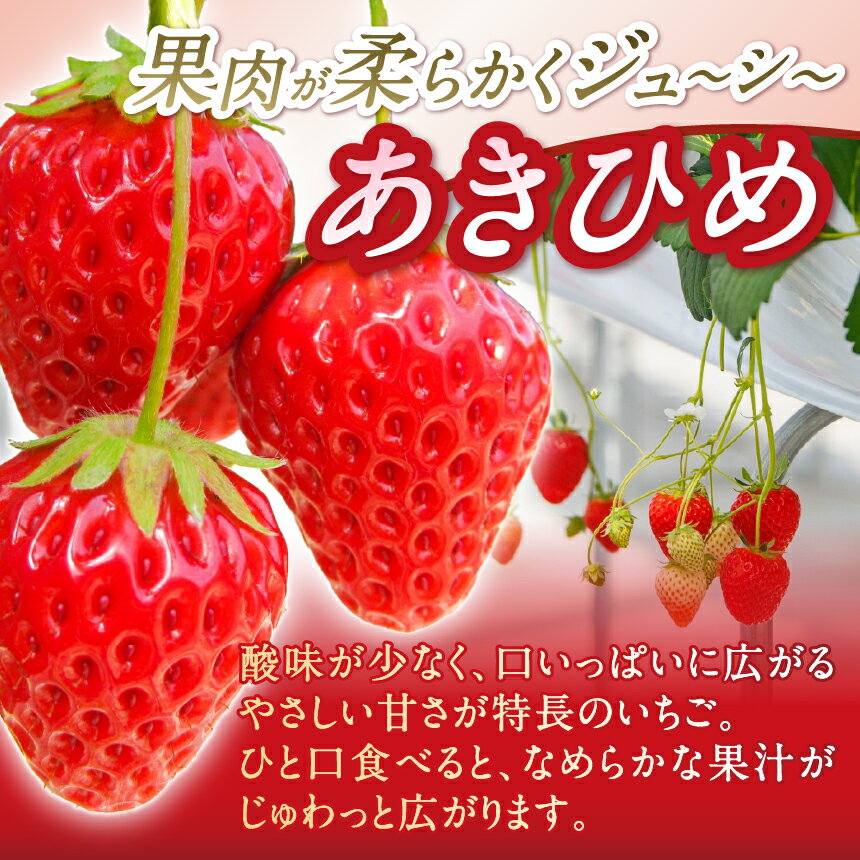 【ふるさと納税】松本産 季節のいちご　約1kg（あきひめ・紅ほっぺ・やよいひめ）│いちご 苺 イチゴ あきひめ 紅ほっぺ やよいひめ 果物 フルーツ 信州 長野県 松本 ふるさと納税 サムネイル2