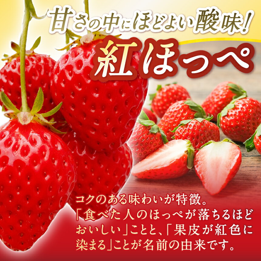 【ふるさと納税】松本産 季節のいちご　約1kg（あきひめ・紅ほっぺ・やよいひめ）│いちご 苺 イチゴ あきひめ 紅ほっぺ やよいひめ 果物 フルーツ 信州 長野県 松本 ふるさと納税 サムネイル3