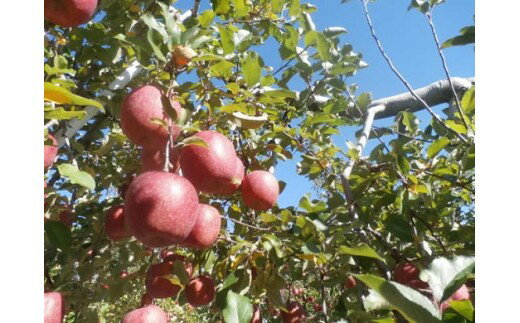 【ふるさと納税】贈答用にも！JA信州うえだ「サンふじ」りんご 特秀約5kg　お届け：2025年11月下旬～12月中旬頃に順次発送予定 サムネイル2