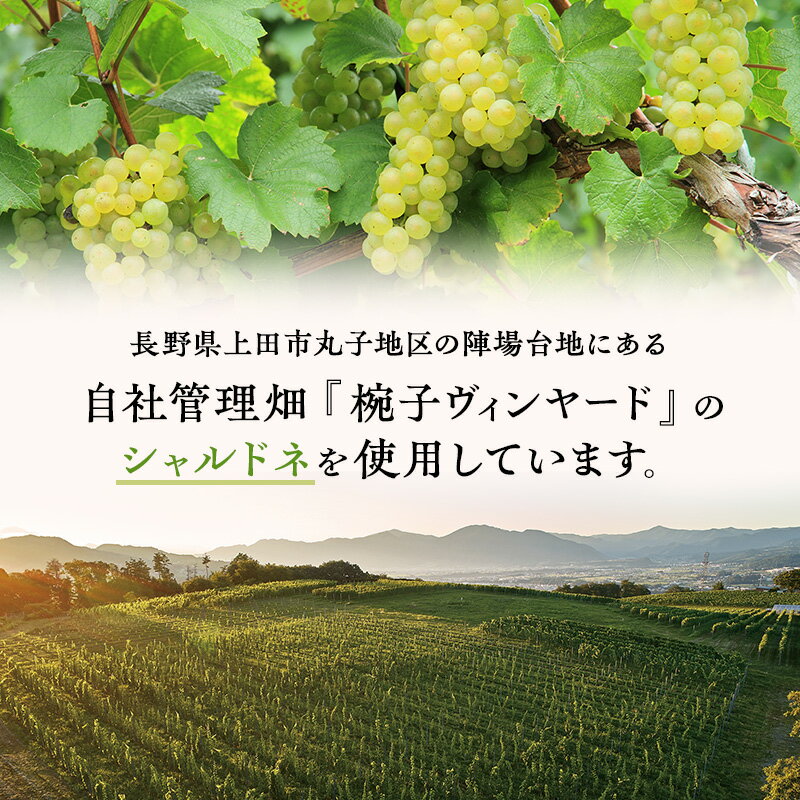 【ふるさと納税】ワイン 椀子シャルドネ 750ml シャトー・メルシャン シャルドネ 白ワイン 辛口 お酒 酒 アルコール ギフト 贈り物 プレゼント　 上田市 　お届け：30日以内に発送いたします サムネイル3