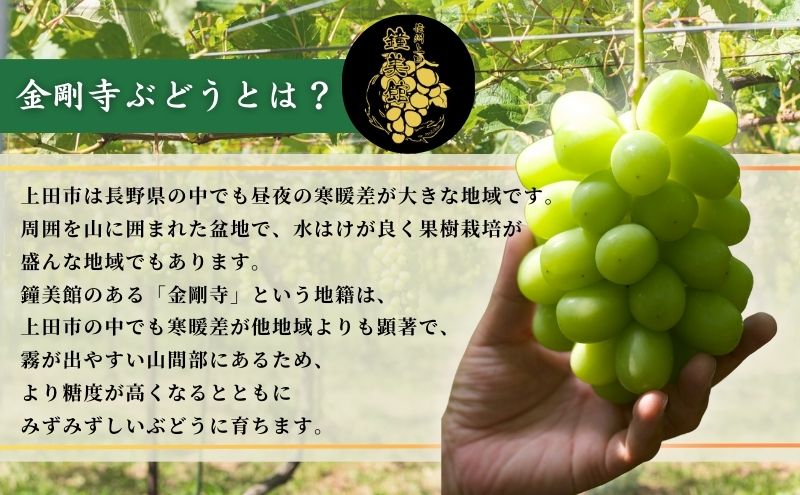 【ふるさと納税】2025年先行予約 シャインマスカット 信州上田産金剛寺ぶどう 約2kg 4～5房 ぶどう 葡萄 ブドウ マスカット 2kg 果物 くだもの フルーツ デザート 旬の果物 旬のフルーツ 長野県 長野 金剛寺ぶどう　お届け：2025年10月初旬～2025年12月下旬まで サムネイル3
