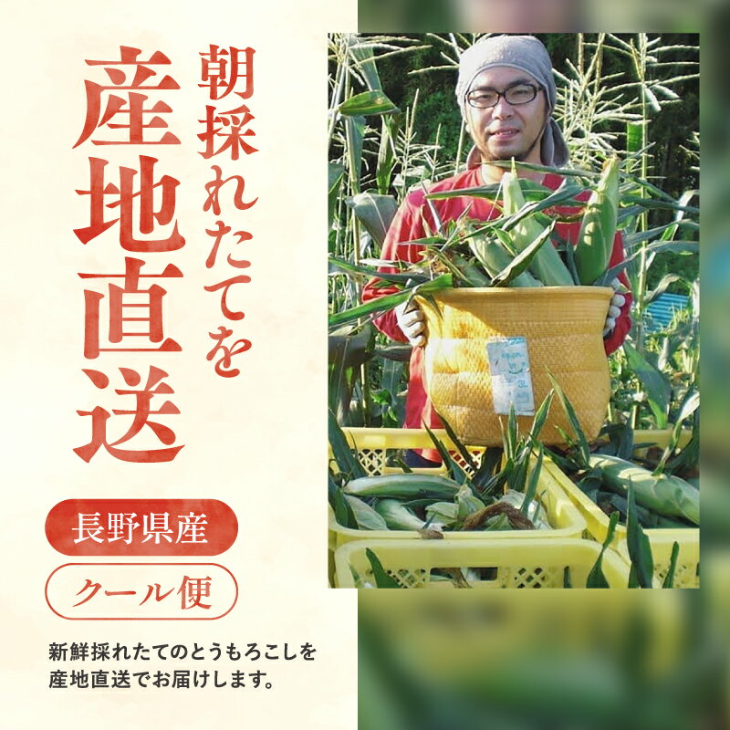 【ふるさと納税】【2026年先行予約】 朝採り フルーツとうもろこし (12～14本)＜2026年7月中旬～順次発送＞ たはたタカハシ | 甘い 生で食べられる とうもろこし トウモロコシ 野菜 朝取り 生食 おやつ ふるさと納税 長野県 飯田市 南信州 CA01 - 画像3