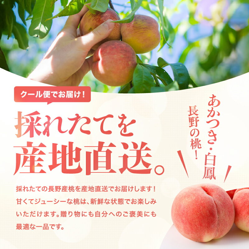 【ふるさと納税】南信州産「桃」約3kg〈あかつき・白鳳〉【2026年7月より順次発送】 | 果物 くだもの フルーツ 柿 桃 もも あかつき 白鳳 長野県 信州 南信州 飯田市 H07 サムネイル2