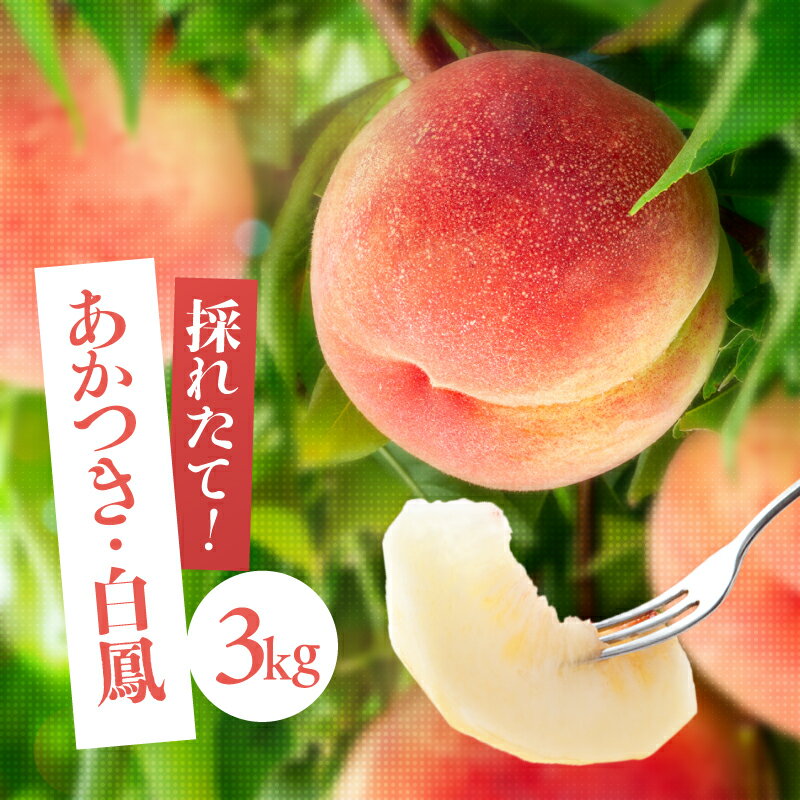 南信州産「桃」約3kg〈あかつき・白鳳〉【2026年7月より順次発送】 | 果物 くだもの フルーツ 柿 桃 もも あかつき 白鳳 長野県 信州 南信州 飯田市 H07